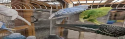 Budgerigars birds for sale: Baby budgies  in Nottingham - Advert 3