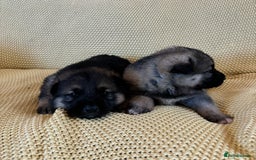Shepsky dogs for sale: Gorgeous Shepsky pups (German shepherd x Husky) - Image 7