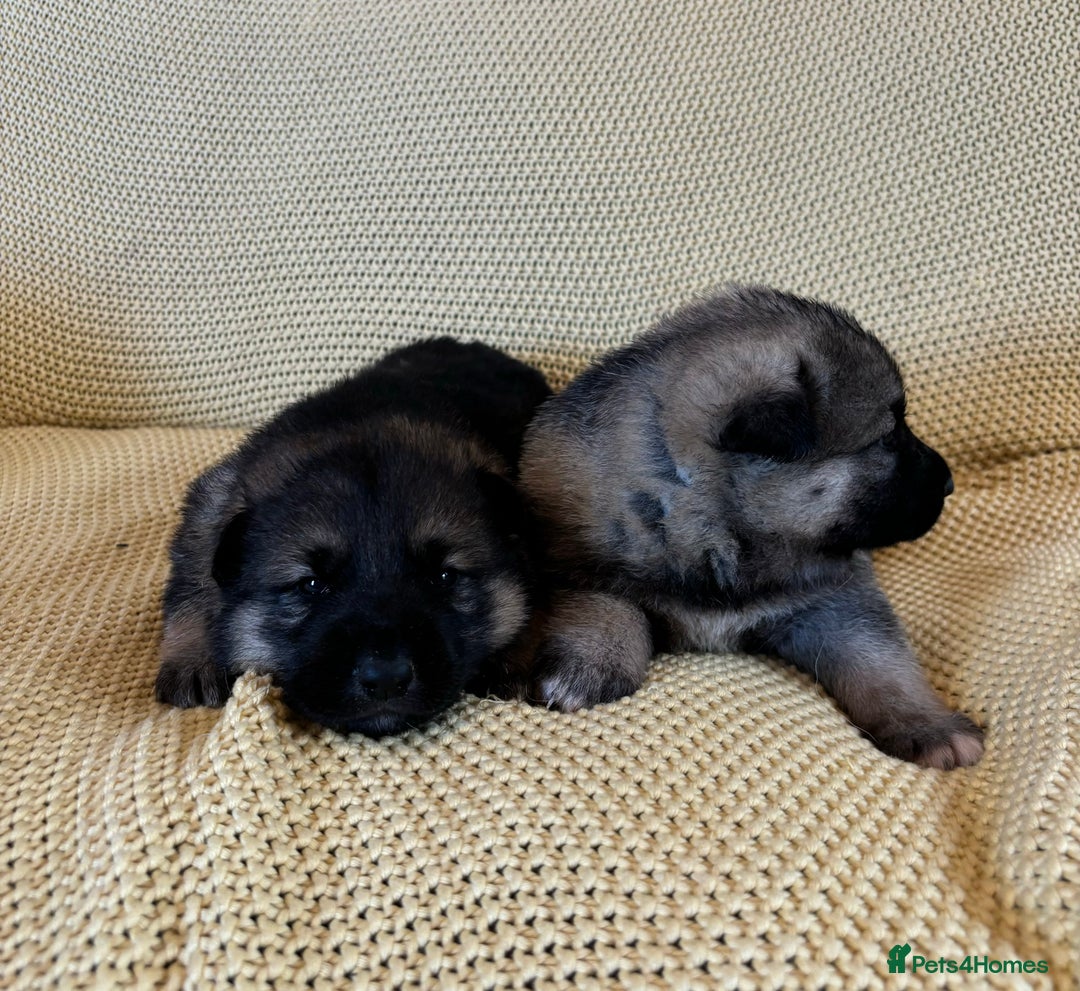 Shepsky dogs for sale: Gorgeous Shepsky pups (German shepherd x Husky) - Image 7