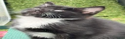 Mixed Breed cats for sale: Super Cute Tuxedo Kittens (Female) - Advert 1