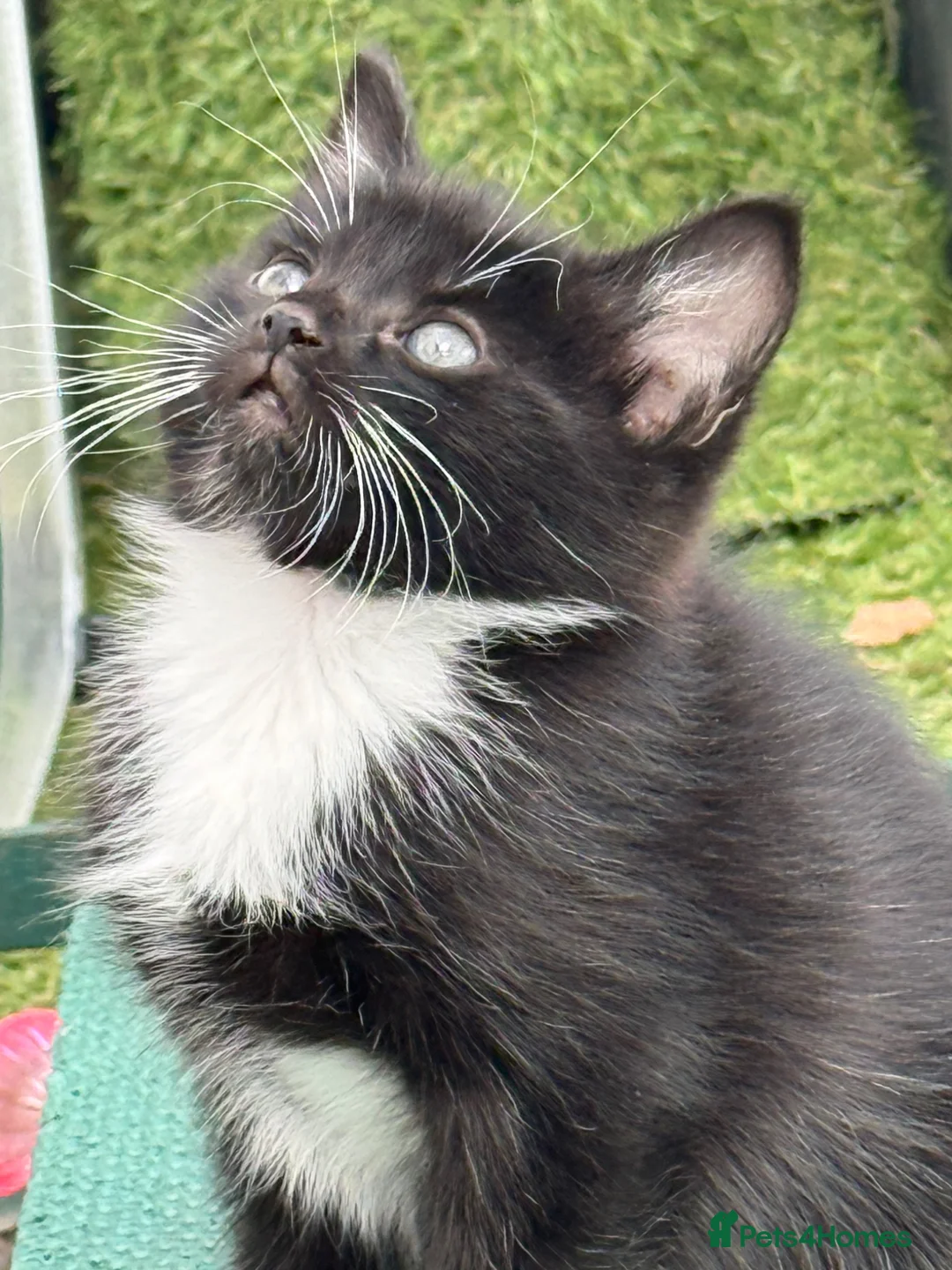 Mixed Breed cats for sale: Super Cute Tuxedo Kittens (Female) - Advert 1