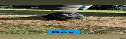 Cocker Spaniel dogs for sale: Show cocker spaniels  - Advert 5