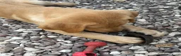Labrador Retriever dogs for sale: Mixed litter black and blonde Labrador puppies  - Advert 12