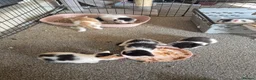 Mixed Breed cats for sale: Beautuful Kittens waiting for their furever homes - Advert 15