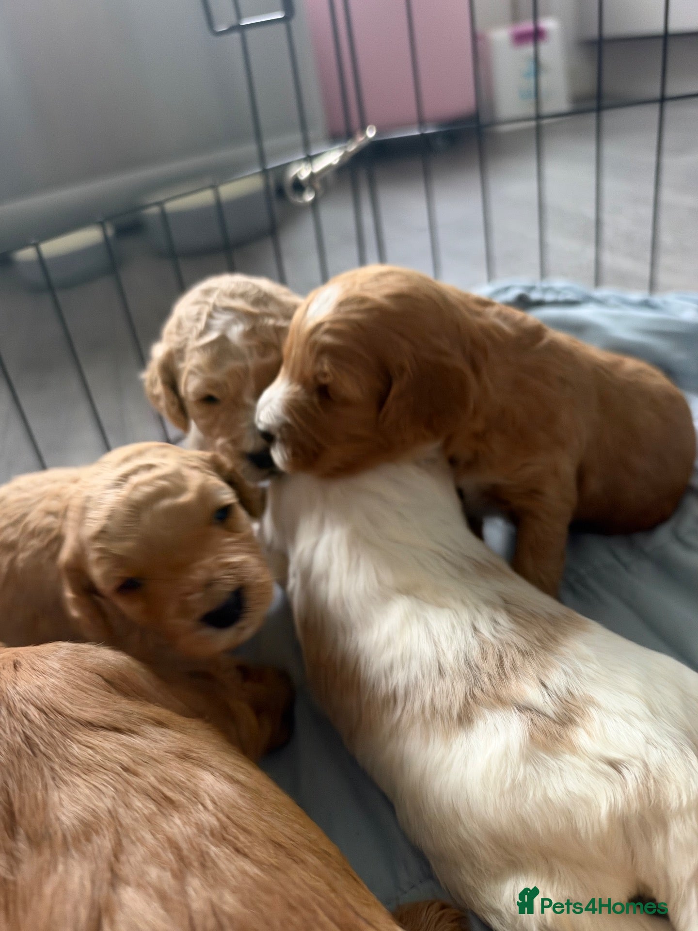 Cavapoo dogs for sale: 6 Cavapoo Puppies - Advert 21
