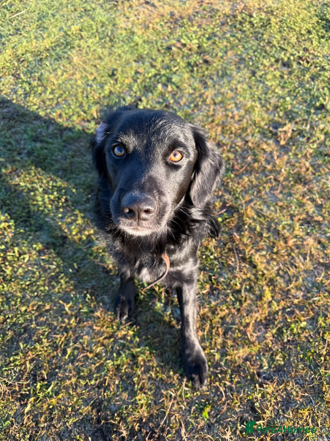 Mixed Breed dogs for stud: Dog for stud. in Inverness - Advert 3