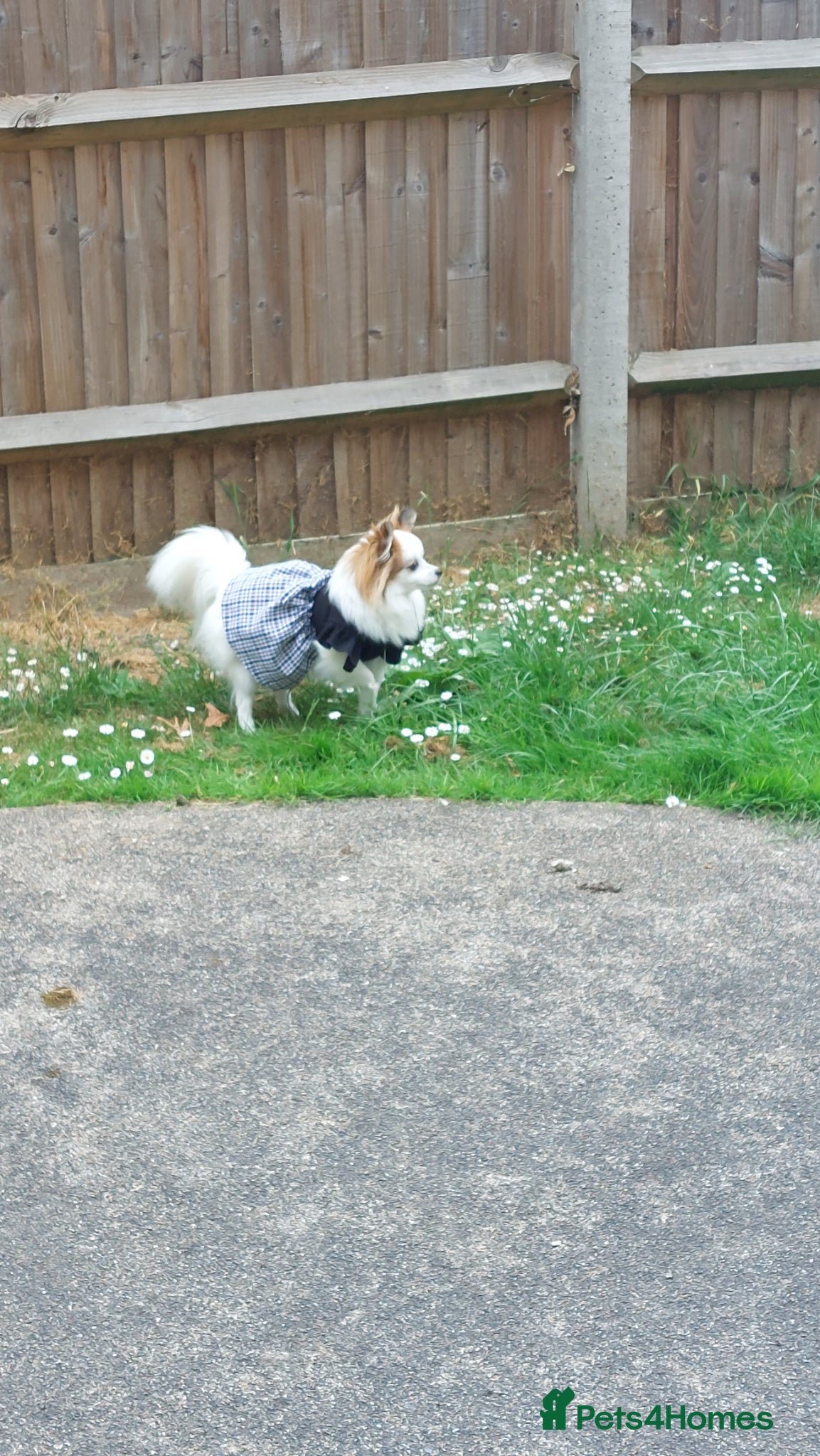 Mixed Breed dogs for sale: Dog for sale  in Gillingham - Advert 11