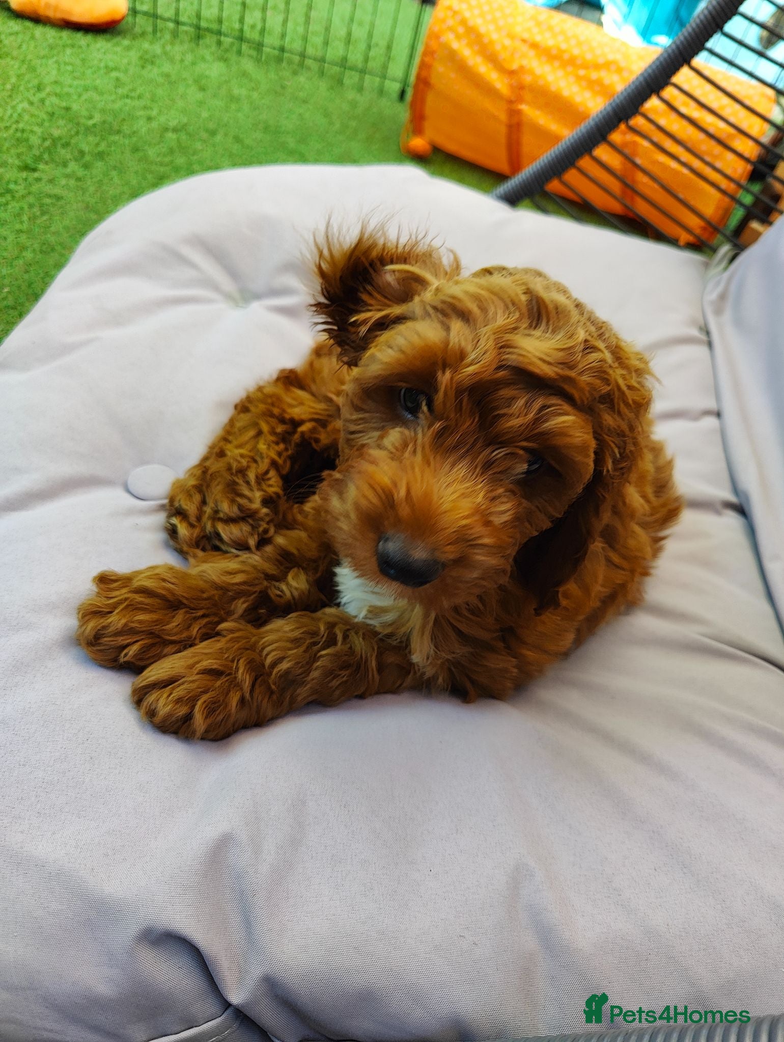 Cockapoo dogs Red Cockapoo Puppy  - Advert 2