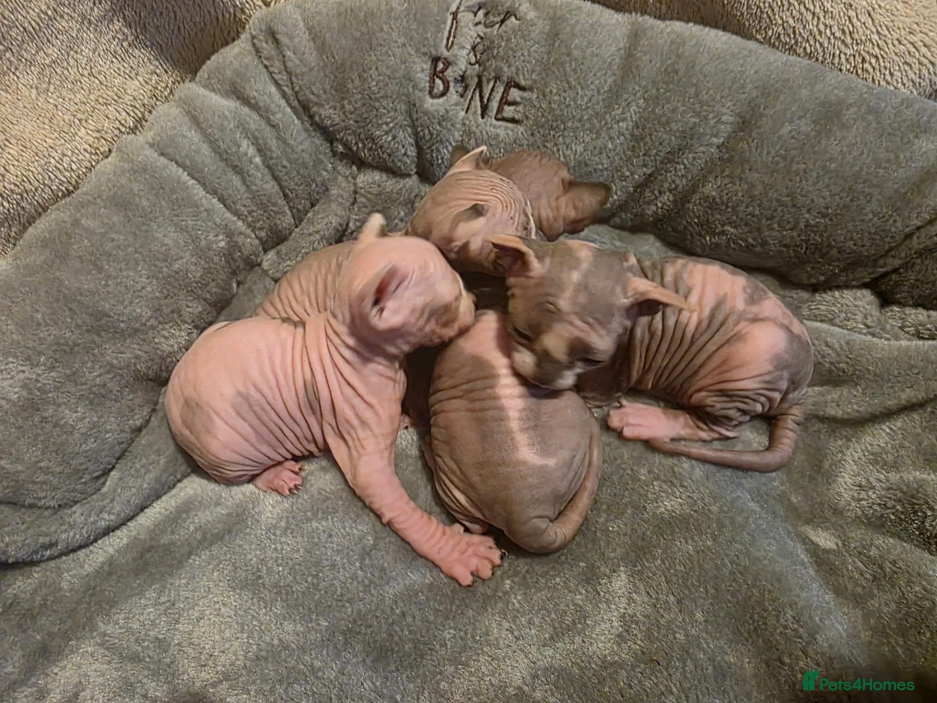 Sphynx cats TICA Sphynx kittens wait list for reservation - Advert 12