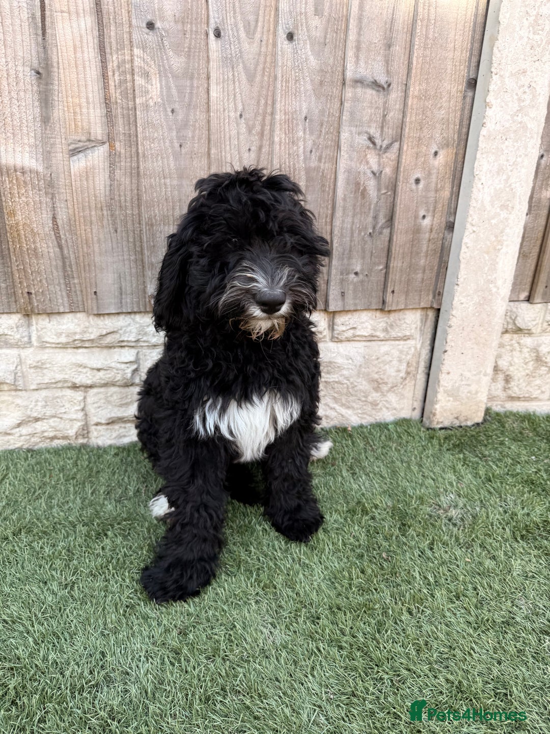 Sheepadoodle dogs for sale: F1 Sheepadoodle  in Doncaster - Image 33