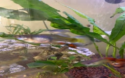 Live Bearers fish for sale: Female guppies (can be used for breeding) - Image 2