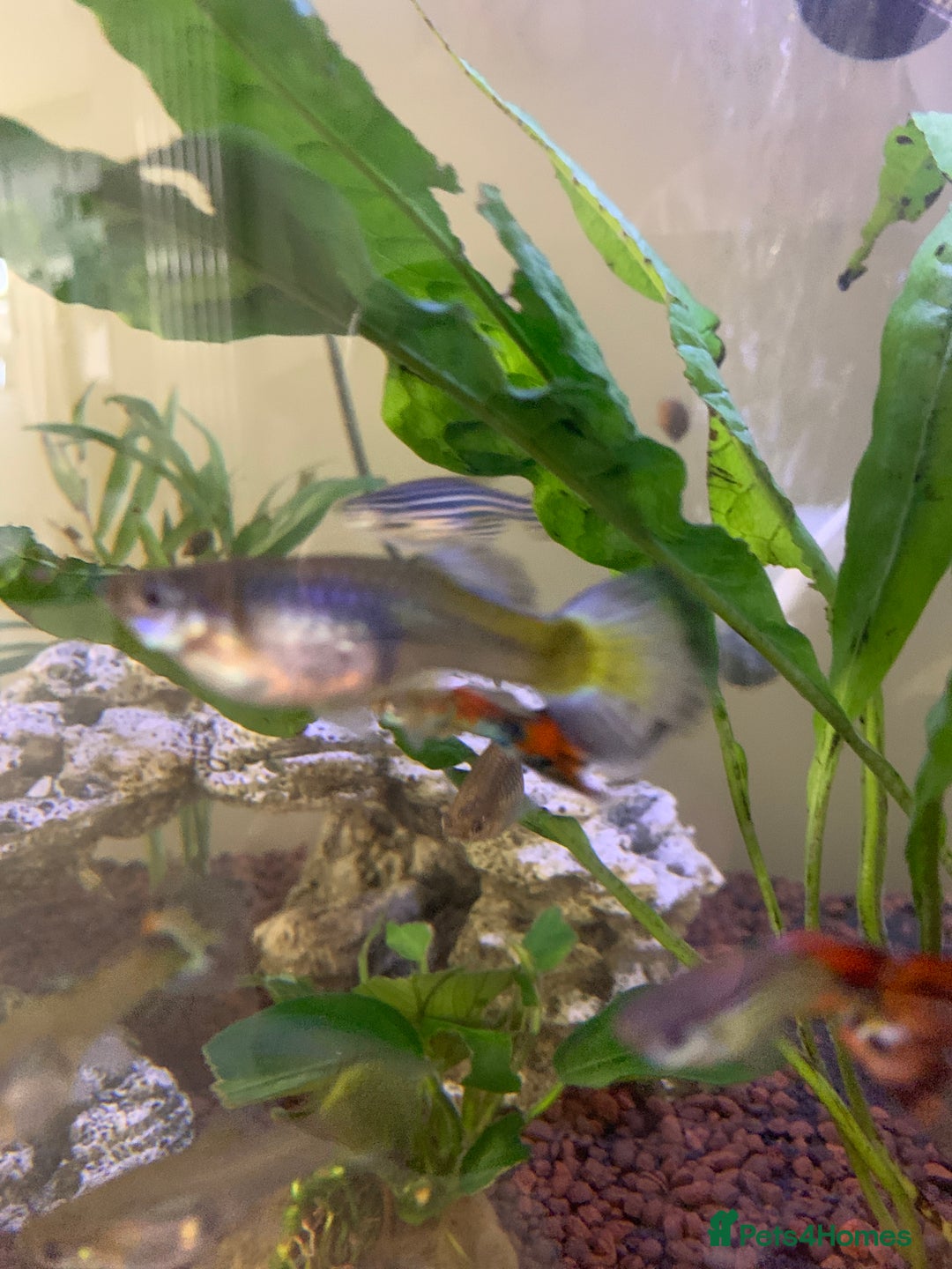 Live Bearers fish for sale: Female guppies (can be used for breeding) - Image 2