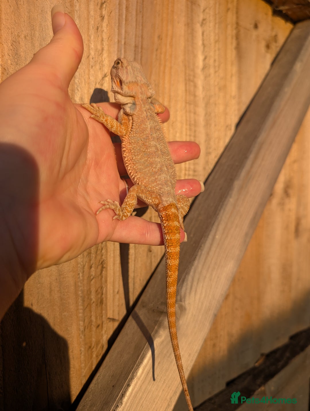 Bearded Dragon reptiles for sale: Baby bearded dragons  - Image 10