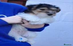 Fox Terrier dogs for sale: KC Reg Wire Fox Terrier Puppies READY NOW - Image 11