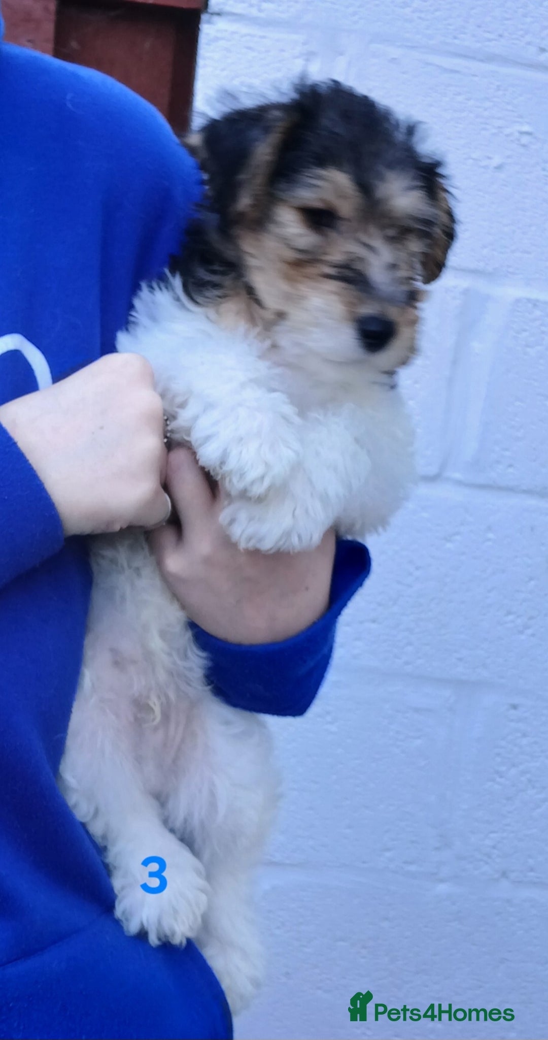 Fox Terrier dogs for sale: KC Reg Wire Fox Terrier Puppies READY NOW - Image 11