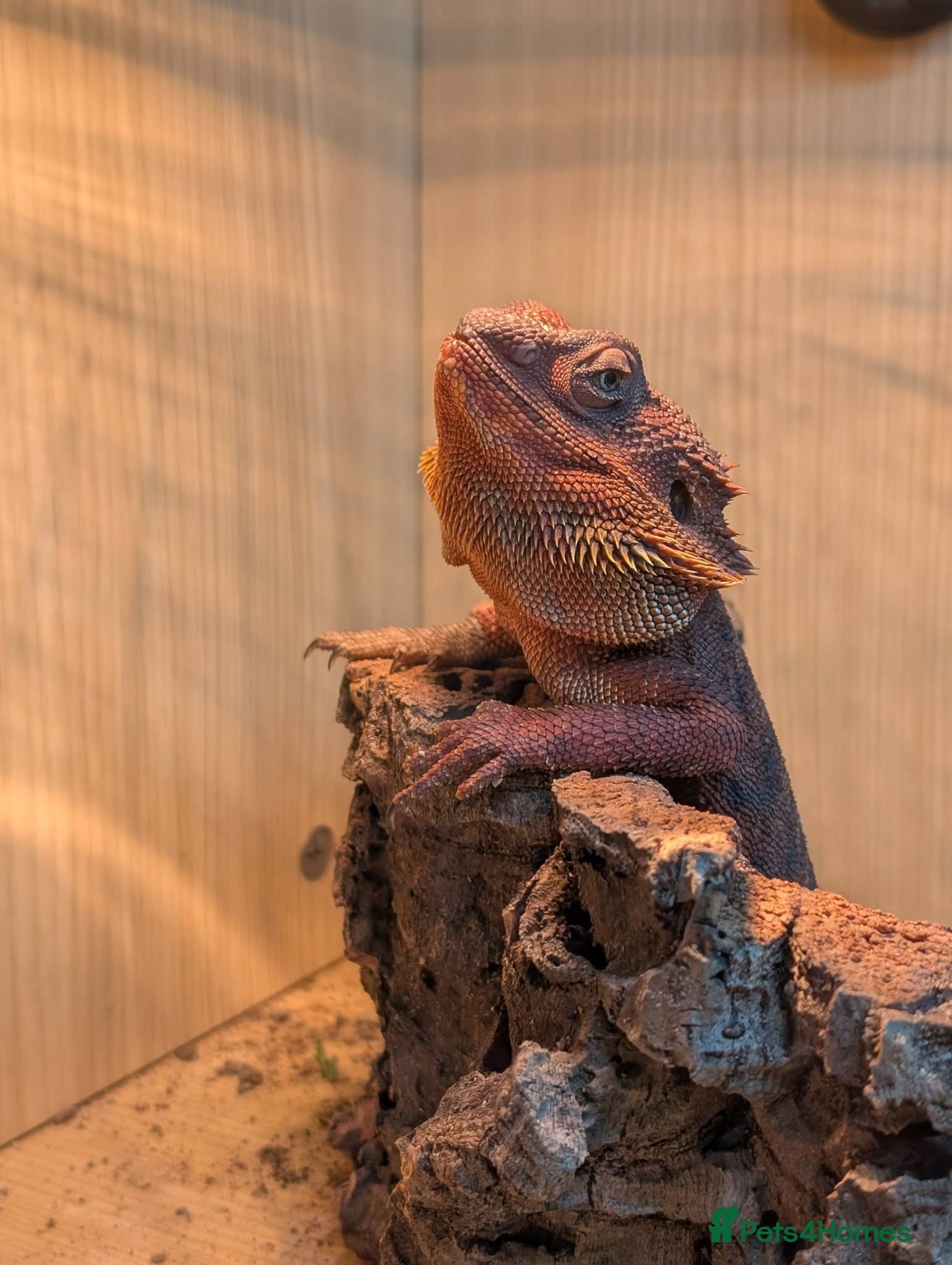 Bearded Dragon reptiles Red bearded dragon and full set up - Advert 1