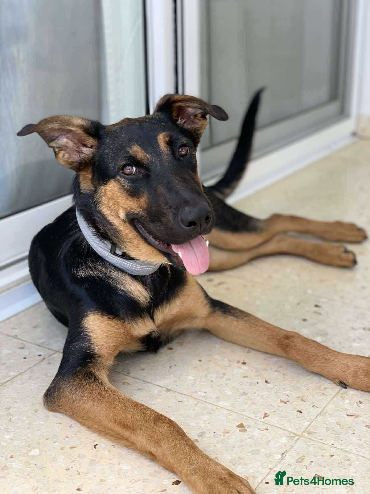 Mixed Breed dogs AMELIA - 22 months old, Female, Mixed Breed - Advert 3