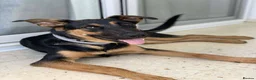 Mixed Breed dogs for adoption: AMELIA - 22 months old, Female, Mixed Breed in Eastbourne - Advert 1