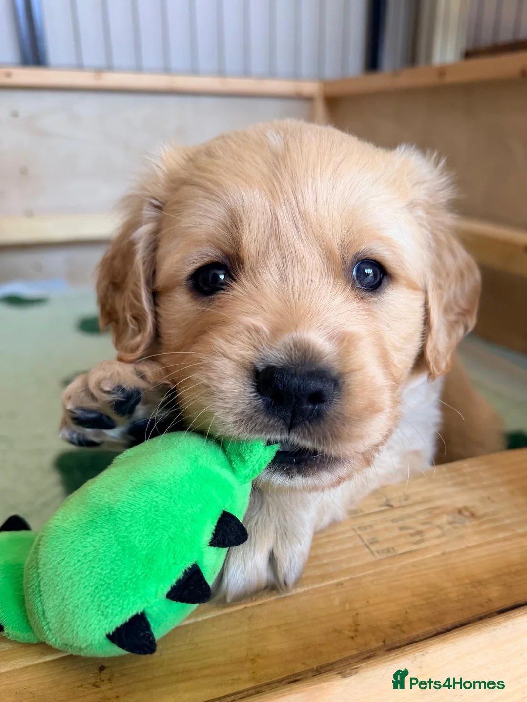 Goldador dogs for sale: Goldador - Golden Retriever x Labrador Retriever - Advert 1
