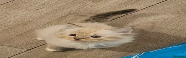 Lynx mitted