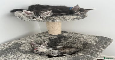 Maine Coon cats - Advert 3