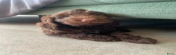 Cockapoo dogs for sale: Two beautiful puppies - Advert 11