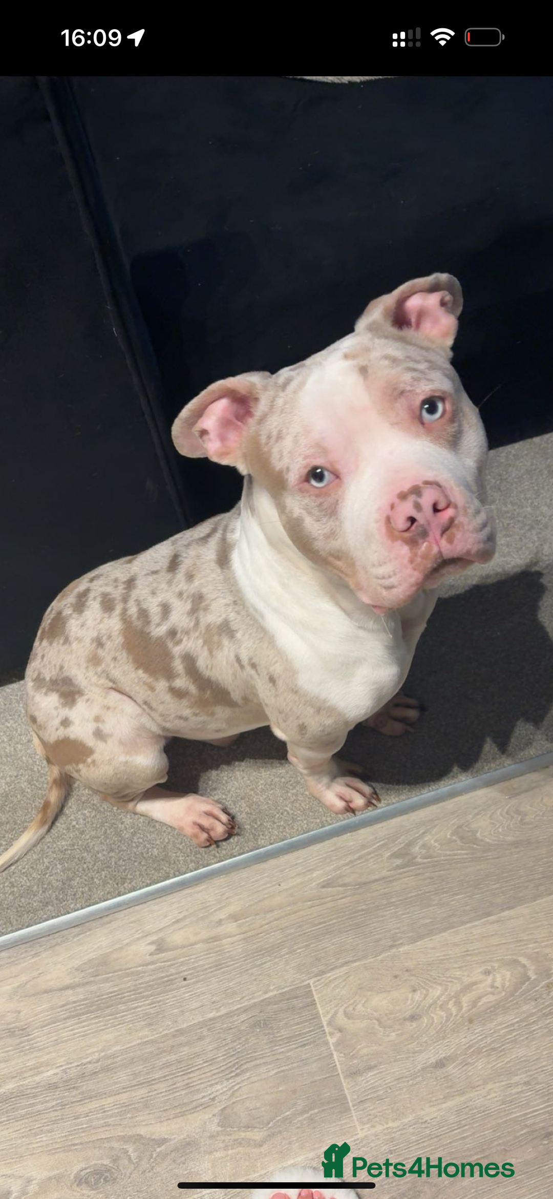 American Bully dogs for sale: Pocket bully champagne white rare colours - Advert 2