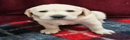 Labrador Retriever dogs for sale: Retriever Labrador - Advert 5