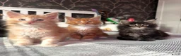 Maine Coon cats for sale: BEAUTIFUL MAINE COON KITTENS LOOKING FOR NEW HOME - Advert 27