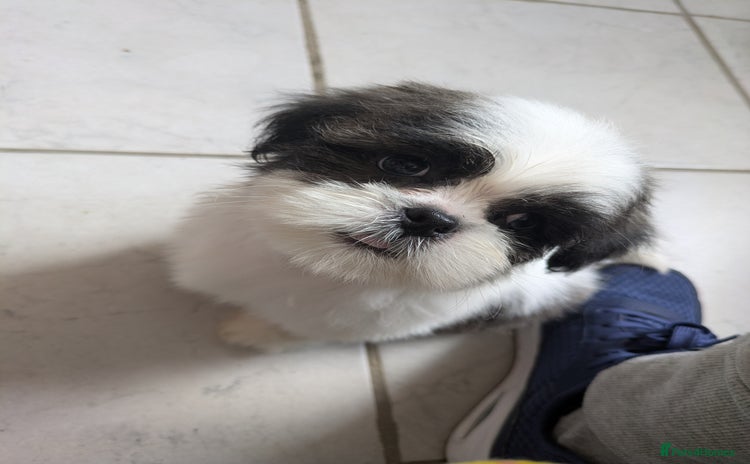 Lhasa Apso dogs - Advert 1