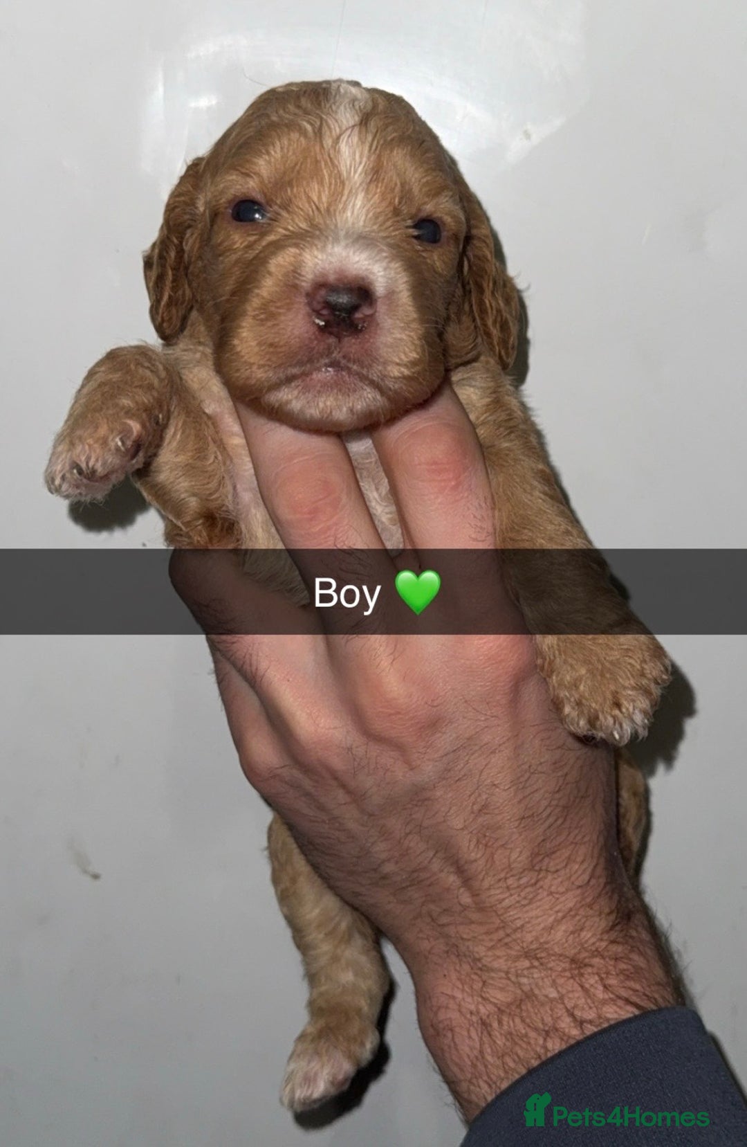 Cockapoo dogs for sale: Stunning litter of beautiful cockapoo puppies 😍 - Advert 4