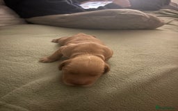 Cocker Spaniel dogs for sale: Beautiful Cocker Spaniel Puppies - Advert 9