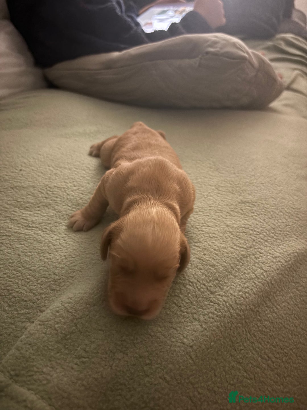 Cocker Spaniel dogs for sale: Beautiful Cocker Spaniel Puppies - Advert 9