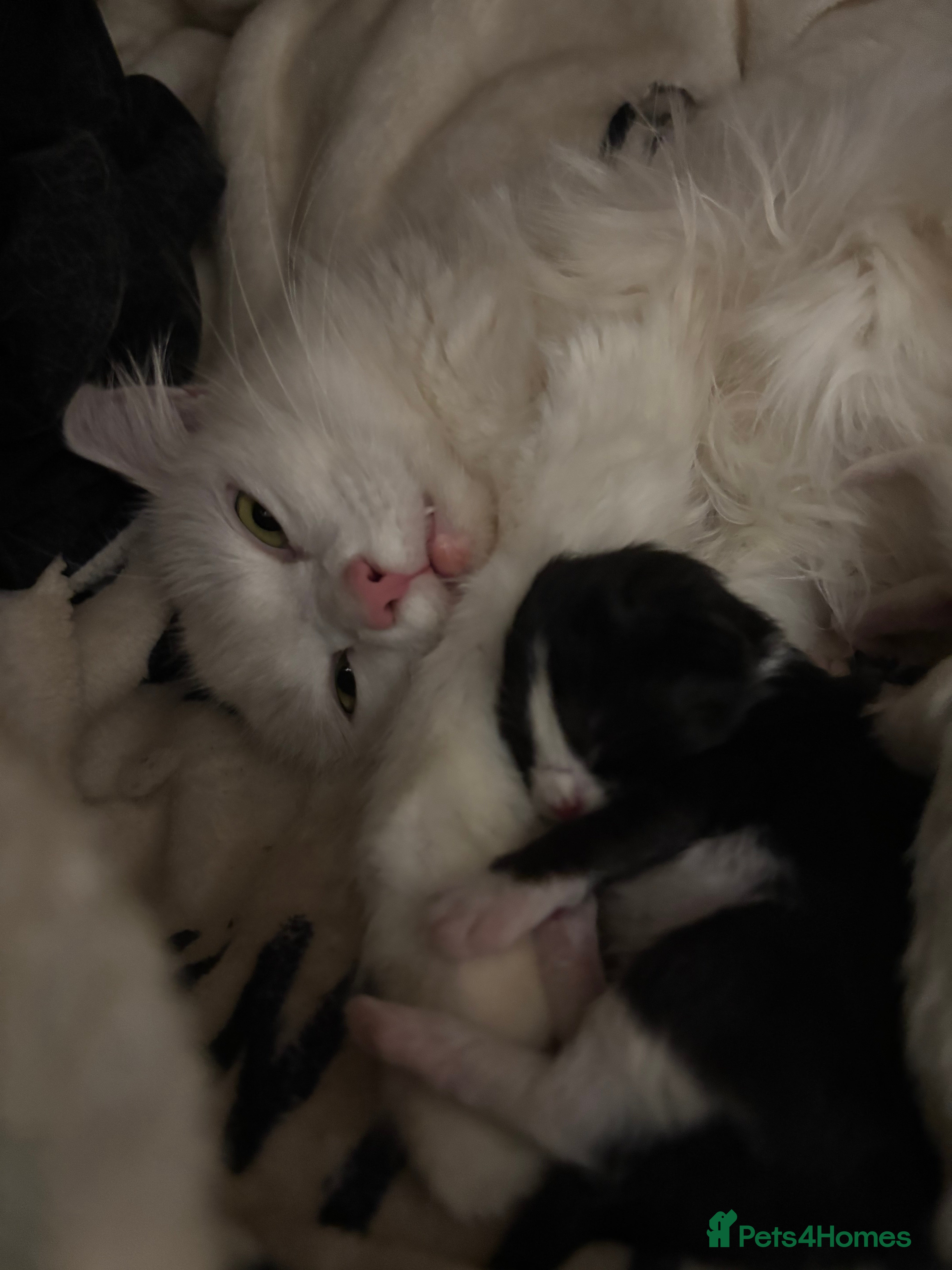 Maine Coon cats Mainecoon cross ragdoll  - Advert 2