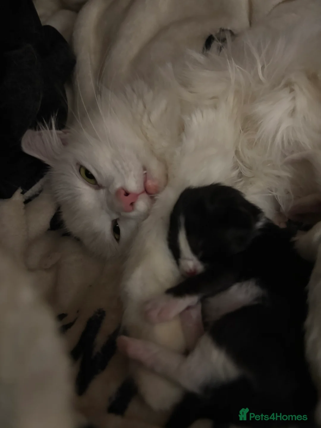 Maine Coon cats for sale: Mainecoon cross ragdoll  - Advert 1