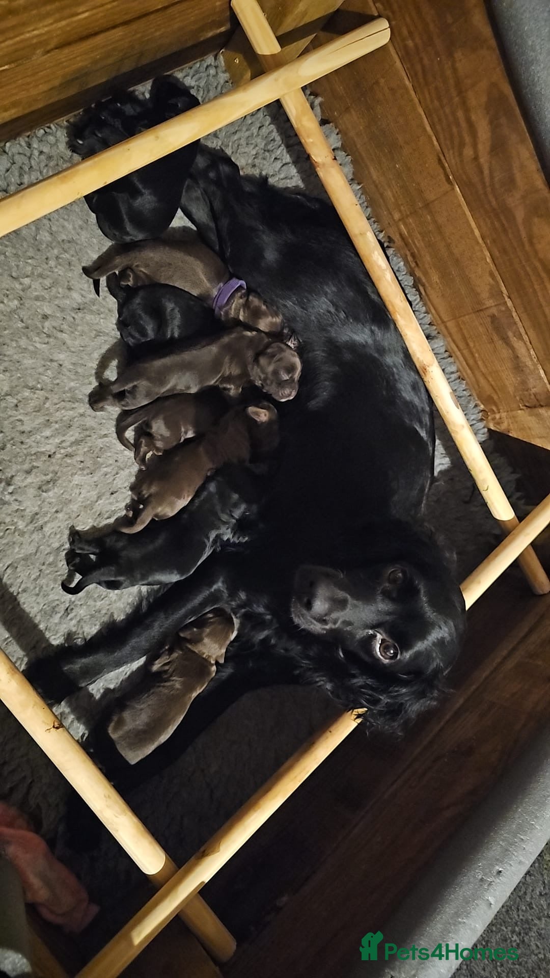 Cocker Spaniel dogs for sale: Cocker spaniel puppy’s  - Advert 2