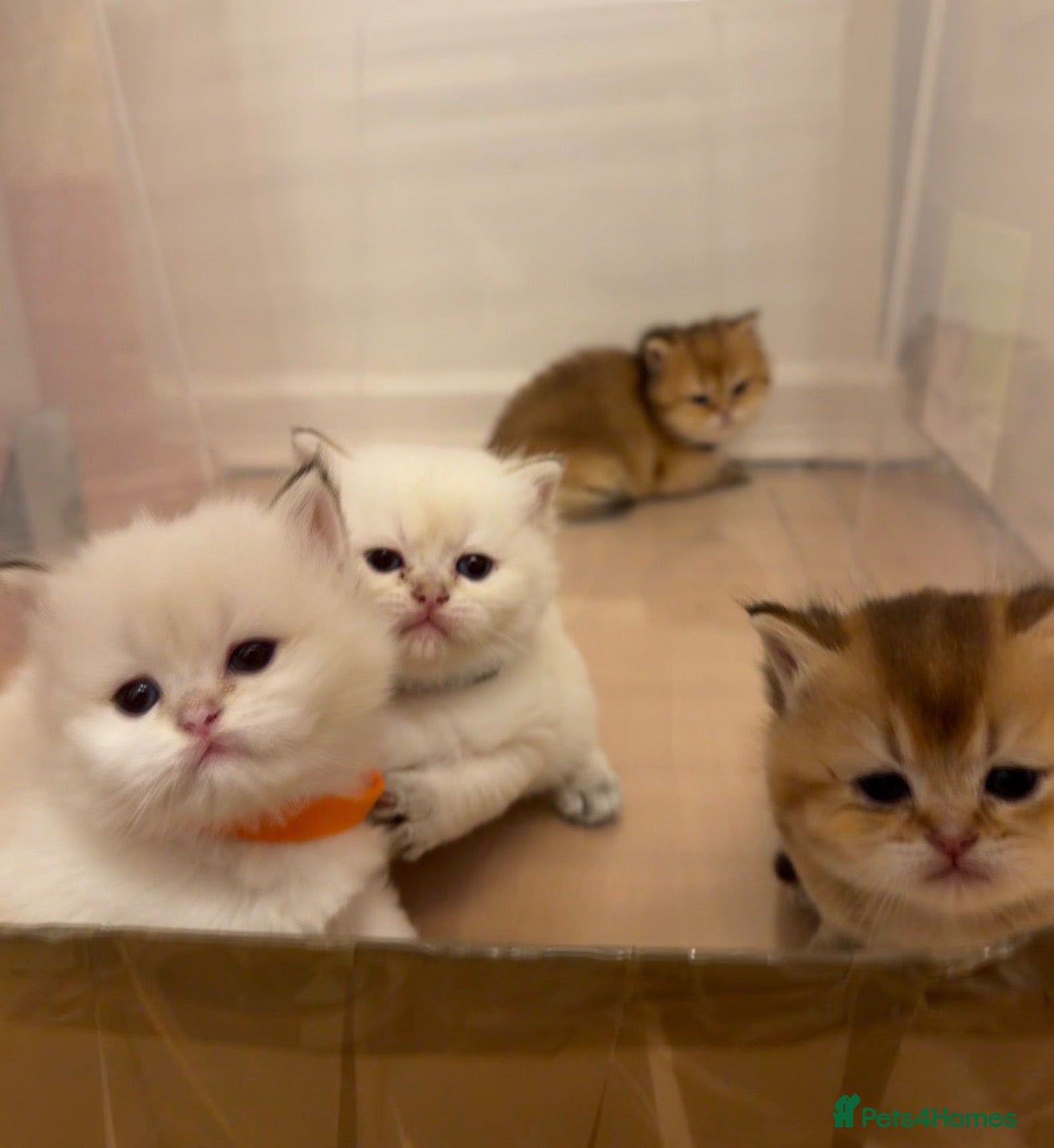 British Longhair cats NY12 GOLDEN SHADED & WHITE BRITISH LONG HAIR - Advert 12
