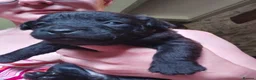 Patterdale Terrier dogs for sale: 4 chocolate/black Patterdale puppies - female - Advert 8