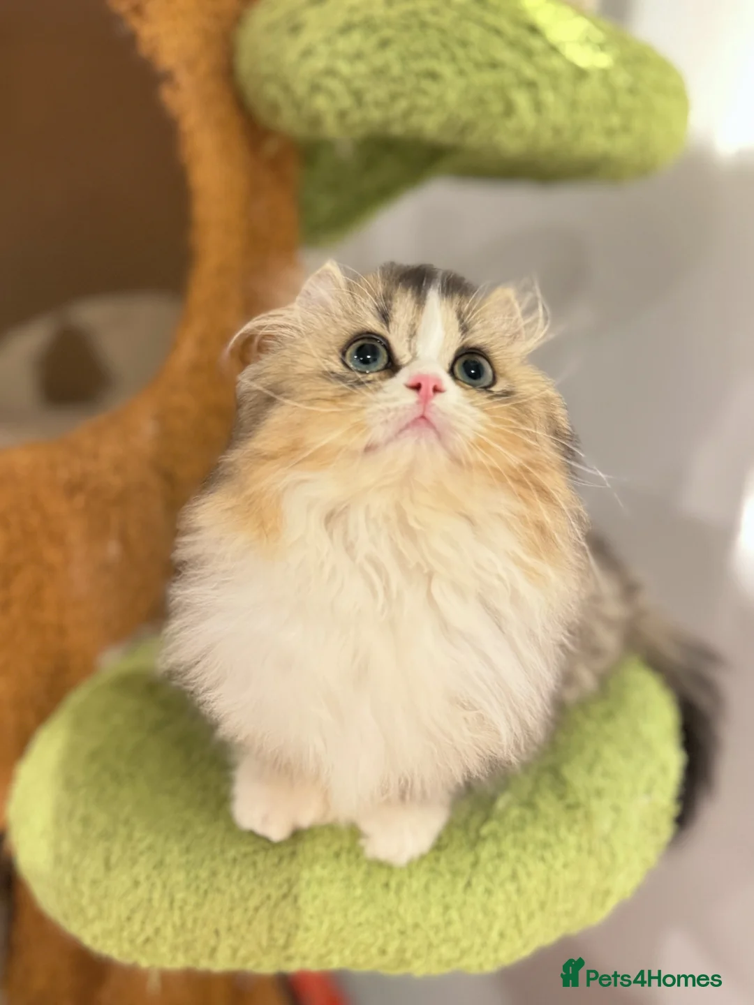 Munchkin cats for sale: Top level Super stunning & rare Minuet - Advert 26