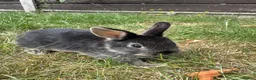 Dwarf Lop rabbits for sale: Beautiful Dwarf lop litter (Ready in one week)  in Bedford - Advert 14