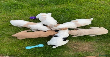 Cocker Spaniel dogs - Advert 5