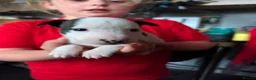 Mixed Breed dogs for sale: 8 staffy x English bull terrier puppies - Advert 19