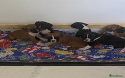 Boxer dogs for sale: Kc Boxer puppy’s bobtail and long licensed breeder - Image 30