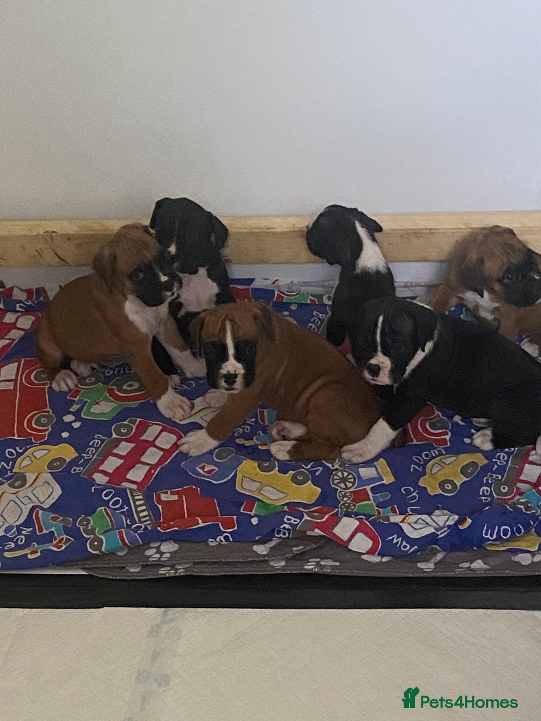 Boxer dogs for sale: Kc Boxer puppy’s bobtail and long licensed breeder - Image 30