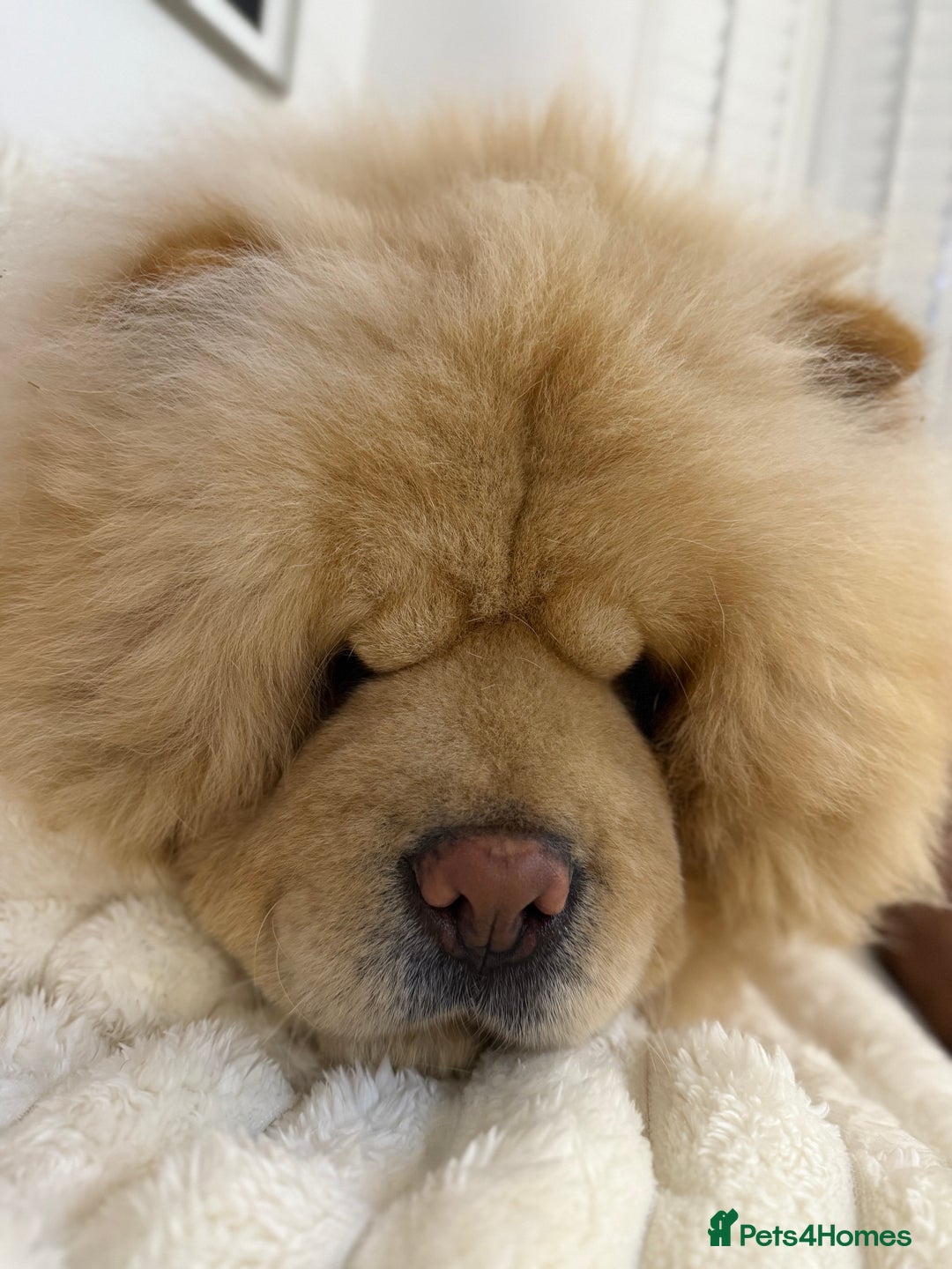 Chow Chow dogs for sale: Chow chow  - Image 2