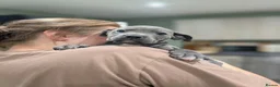 Staffordshire Bull Terrier dogs for sale: Blue Staffies - Advert 9