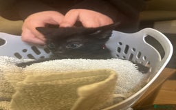 Mixed Breed cats for sale: Soft, Sweet, and Full of Fun…. - Advert 23