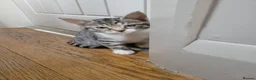 Domestic Shorthair cats for sale: Kittens in Grimsby - Advert 8
