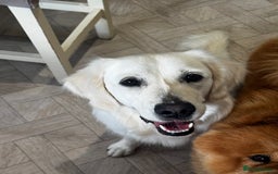 Golden Retriever dogs for sale: Adorable English cream golden retriever  - Image 1