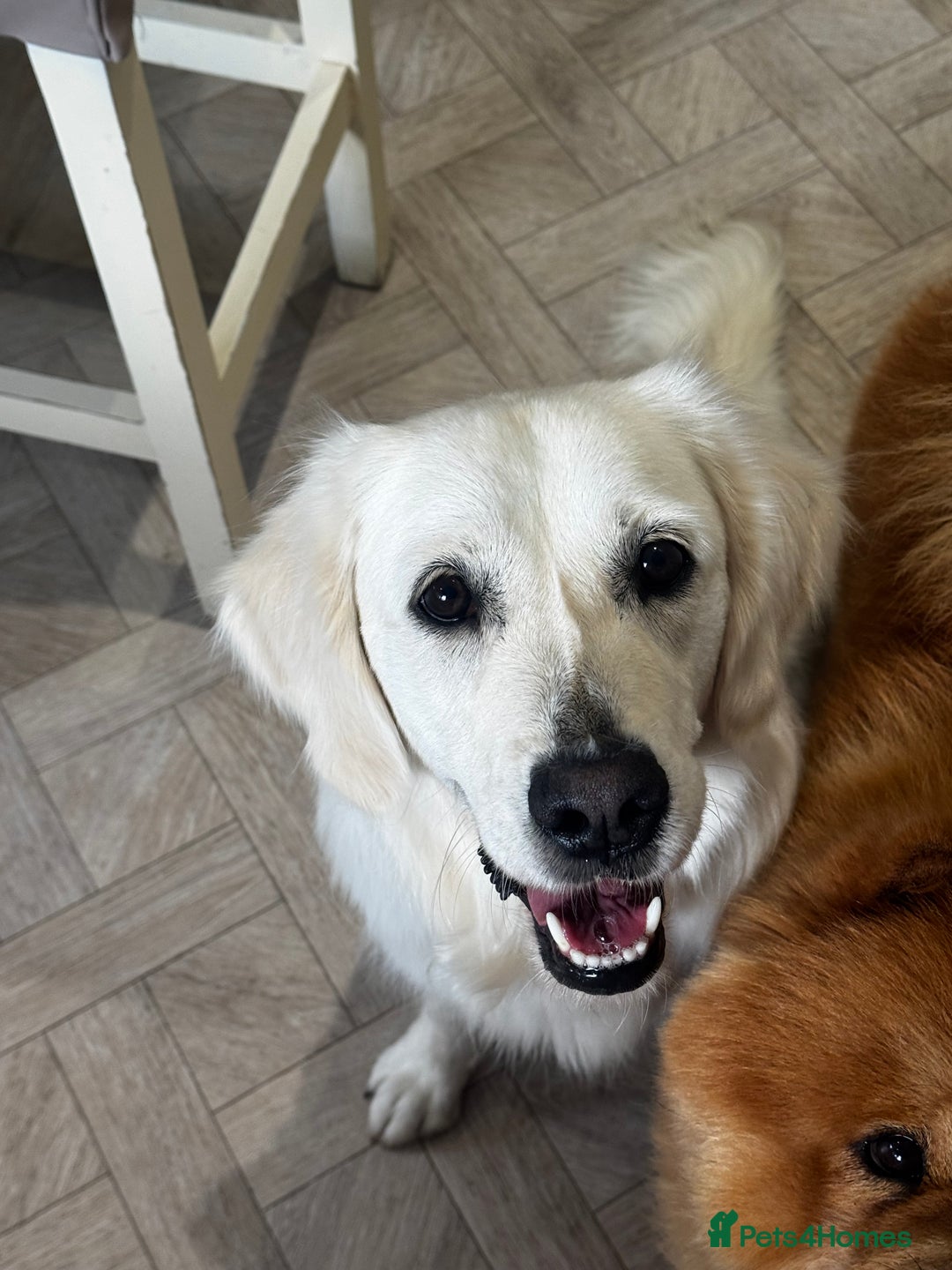 Golden Retriever dogs for sale: Adorable English cream golden retriever  - Image 1